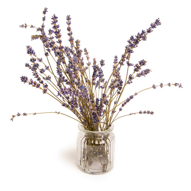 在白色背景的玻璃花瓶中，有一束薰衣草图片下载