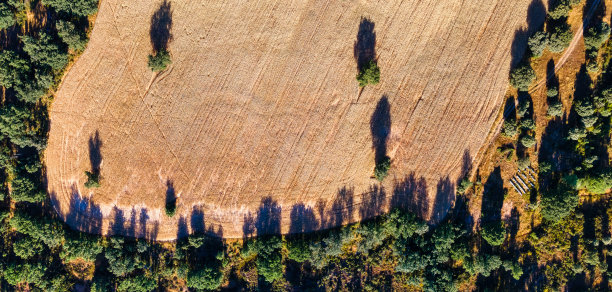 耕地和周围树木的鸟瞰图。背景。图片下载