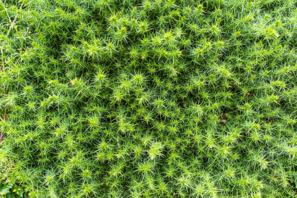 绿色多刺灌木背景照片。工厂做背景。图片下载