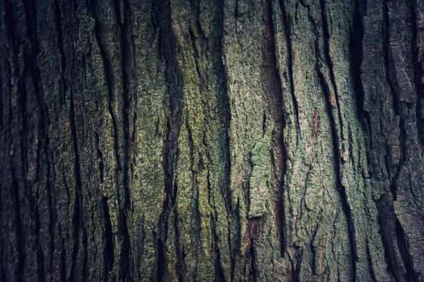 树的背景图片下载