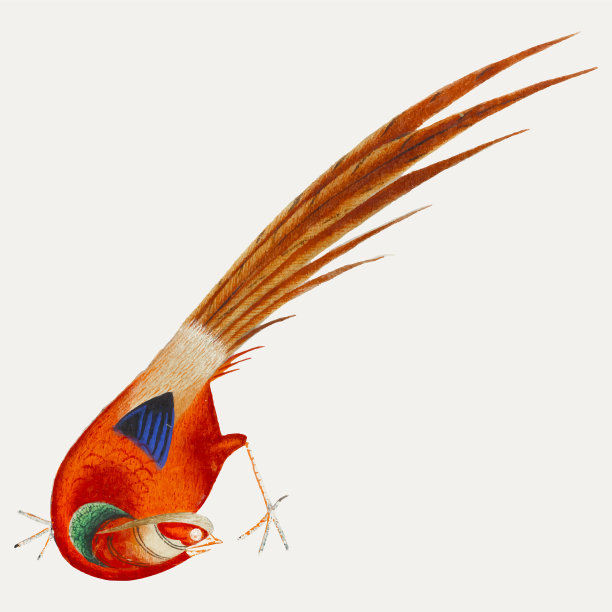 中国画鸟图片下载