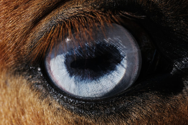 马背上的蓝眼睛特写图片下载