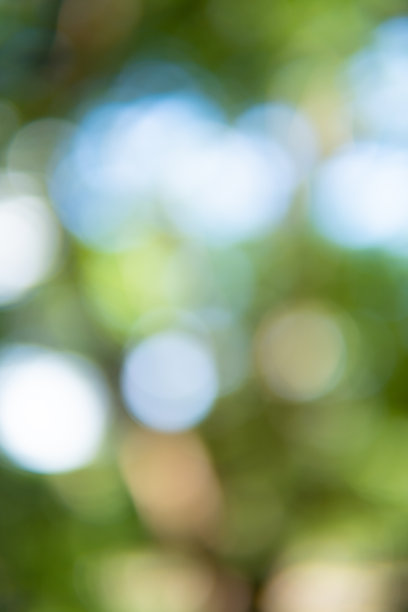 来自自然森林的绿色散景背景图片下载