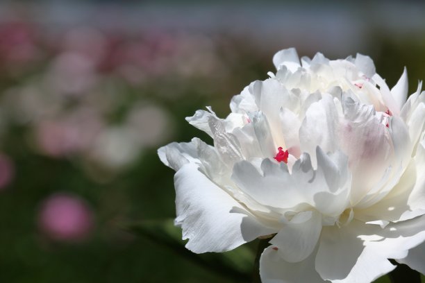 齐白牡丹(高知县春野镇)图片下载