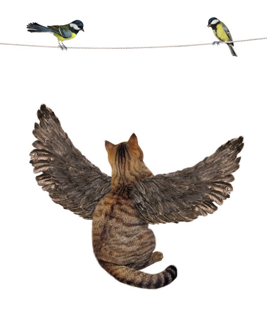 长翅膀的猫看鸟图片下载