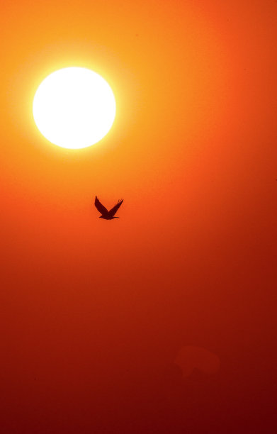 日落与小鸟图片下载
