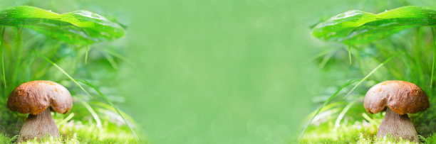 大格式无聚焦背景与小菌菇图片下载