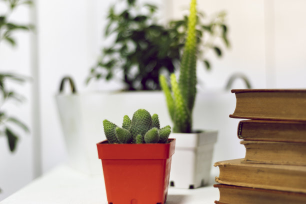 办公室、书籍、植物和在家工作图片下载