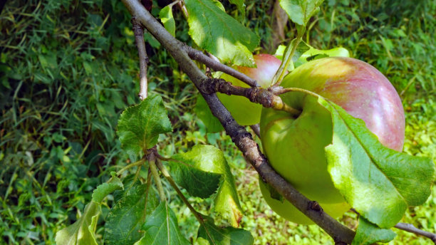 苹果树图片下载