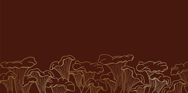 金黄色背景勾勒出鸡油菌图片下载