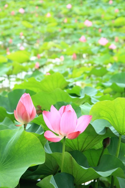 池塘里美丽的粉红色莲花图片下载
