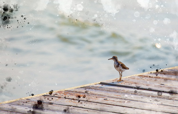 鹬在码头图片下载