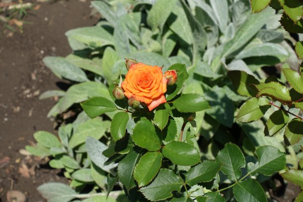 七月橙玫瑰的一朵花和闭合的花蕾图片下载