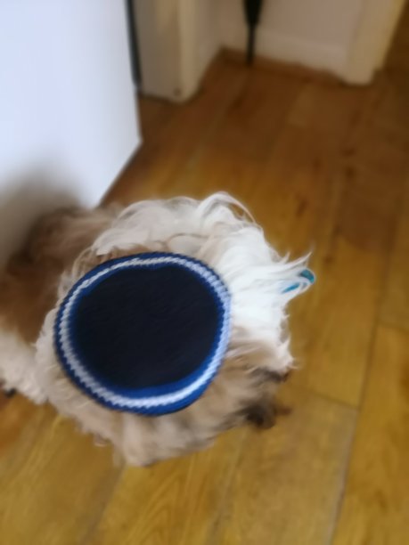 宠物爱图片下载