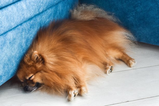 红发博美犬躺在家里沙发旁边的木地板上。图片下载