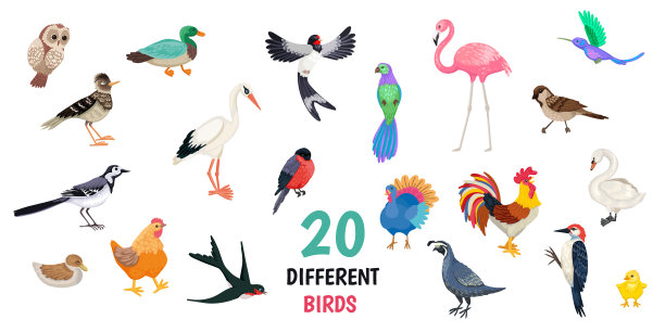 集家养鸟类和野生鸟类一种图片下载