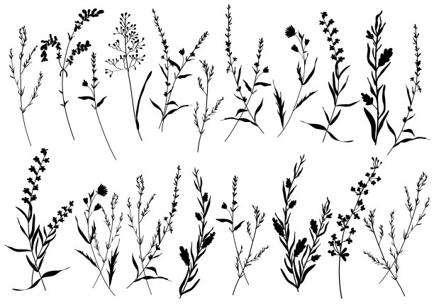 大布景剪影植物的花朵花卉元素。枝，叶，草本，花，野生植物。花园，草地，田野收集树叶，树叶。矢量插图孤立的白色背景图片下载