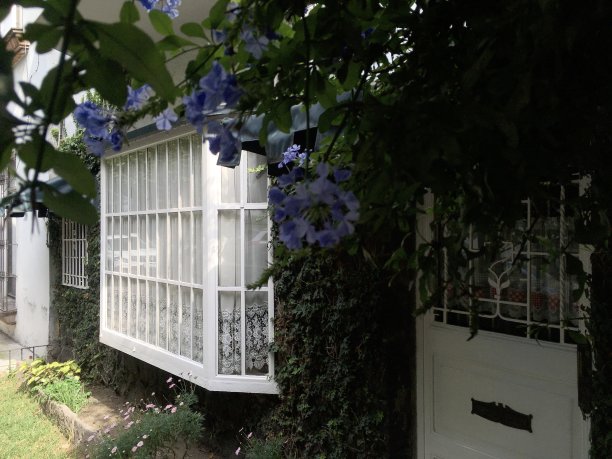 紫色的花朵和绿色的叶子在一天的阳光下出门。图片下载