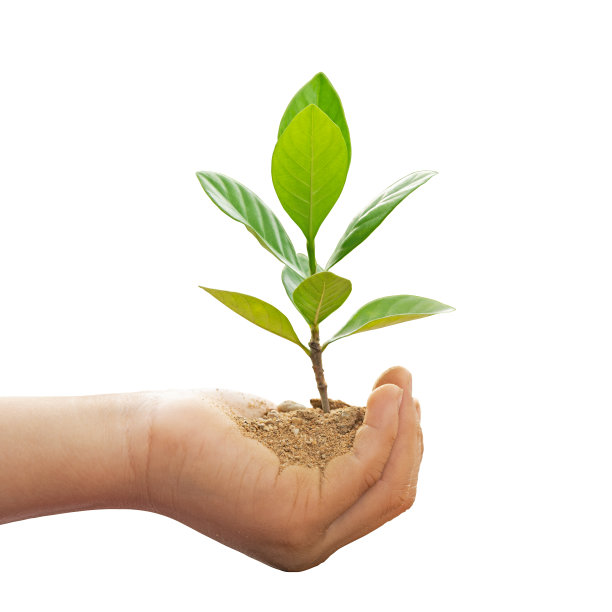 孩子的手牵着幼小的绿树。图片下载