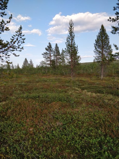 夏季特写照片中的沼泽图片下载