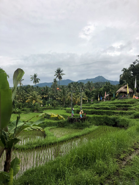 印度尼西亚巴厘岛的特加拉朗梯田-库存照片图片下载