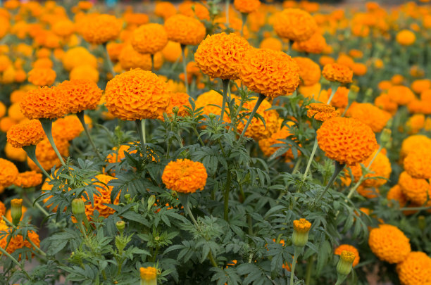 在阳光明媚的日子里，一张充满活力的橙色万寿菊的美丽照片图片下载