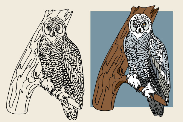 白色的极地猫头鹰图片下载