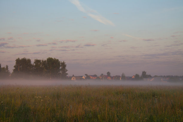 早雾蒙蒙的清晨——夏日草地上的草和一棵雾蒙蒙的树图片下载