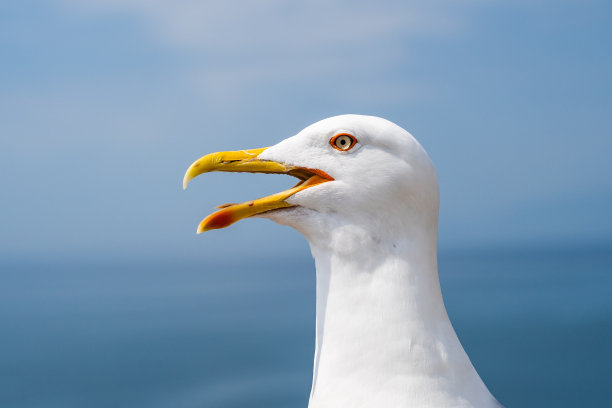 海鸥的肖像对着海岸。近距离观察白鸟海鸥坐在海滩上。图片下载