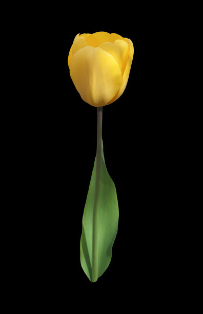 黄色郁金香花。图片下载