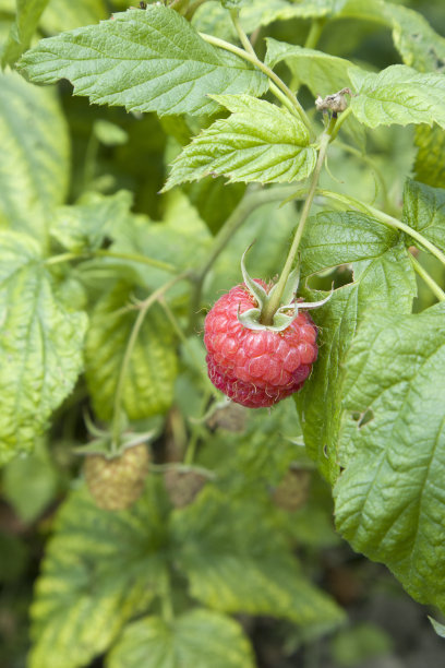 近景照片未成熟的绿色树莓生长在灌木上模糊的背景图片下载