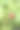 近景照片未成熟的绿色树莓生长在灌木上模糊的背景图片下载