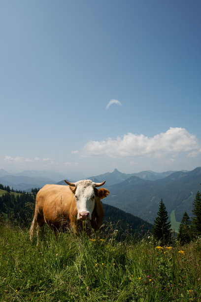 奶牛站在山上的草地上图片下载