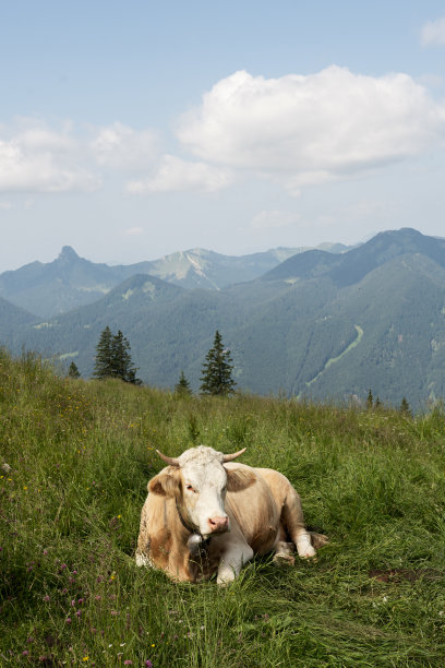 在夏日的山上放松奶牛图片下载