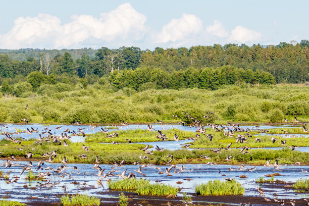 和鹅一起在湿地上飞翔图片下载