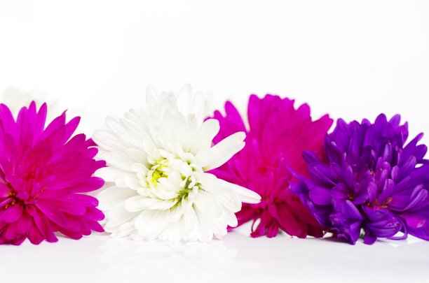 五颜六色的大丽花排成一排，以白色为背景图片下载