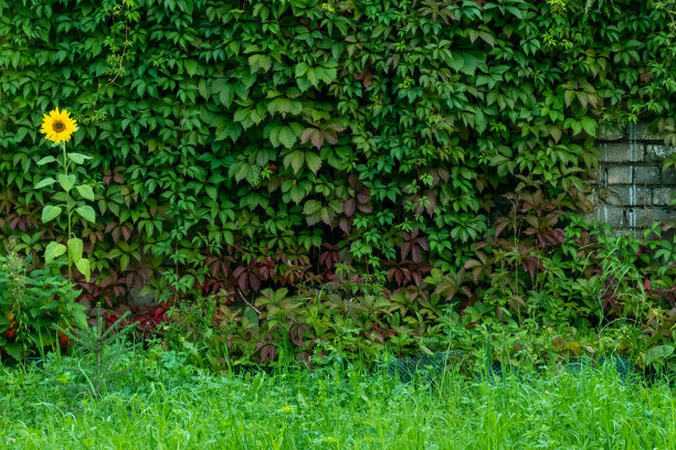 五叶爬山虎，又称弗吉尼亚爬山虎，维多利亚爬山虎，五叶常春藤。单独的向日葵背景绿色的叶子。自然背景图片下载