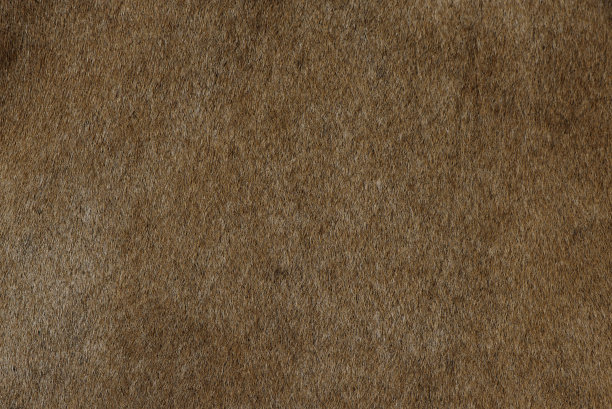 牛毛，棕色奶牛的纹理。图片下载