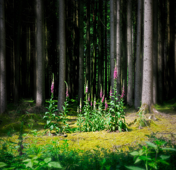 深林中的飞燕花图片下载