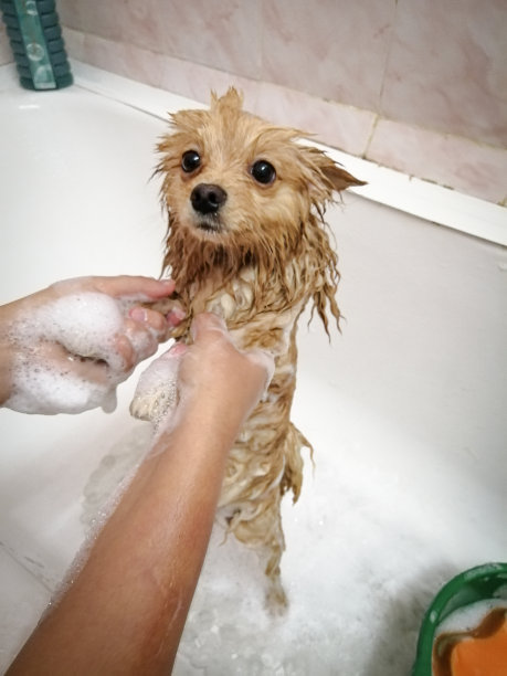 用泡沫给一只斯皮兹犬洗澡。宠物护理。图片下载