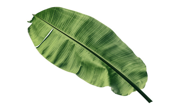 热带香蕉叶孤立在白色背景图片下载
