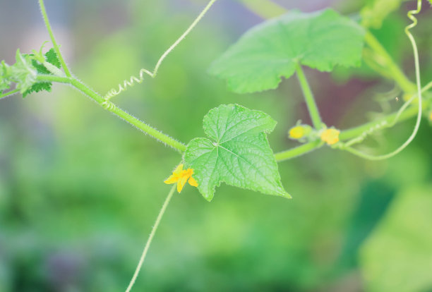 小黄瓜的照片。温室黄瓜子房和叶片。在模糊的背景上种植黄瓜。Macrophoto。图片下载