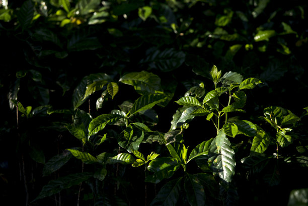 幼苗阿拉比卡咖啡图片下载