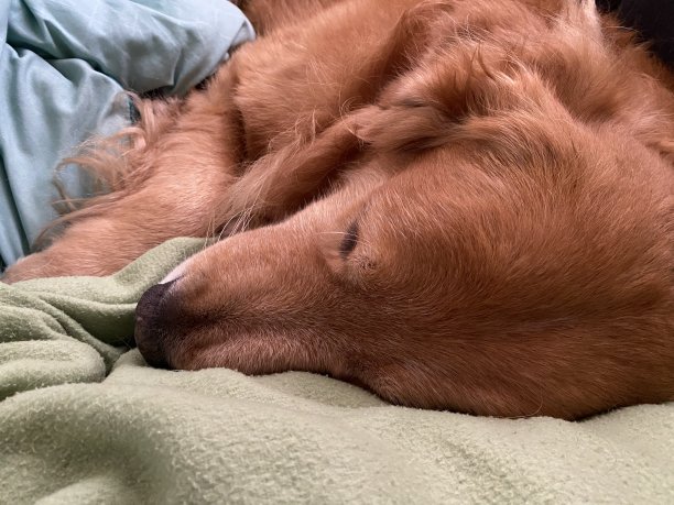 金毛猎犬舒舒服服地睡在一层层被单上图片下载