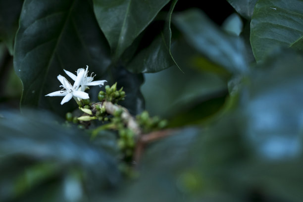 阿拉比卡咖啡花图片下载
