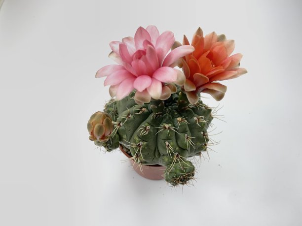 仙人掌花图片下载