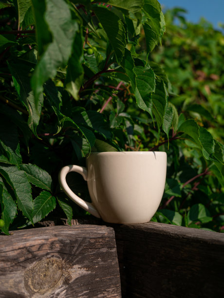 白瓷茶杯在木质阳台上绿油油的野葡萄背景下。温暖健康的草本饮料。周末的早餐。图片下载