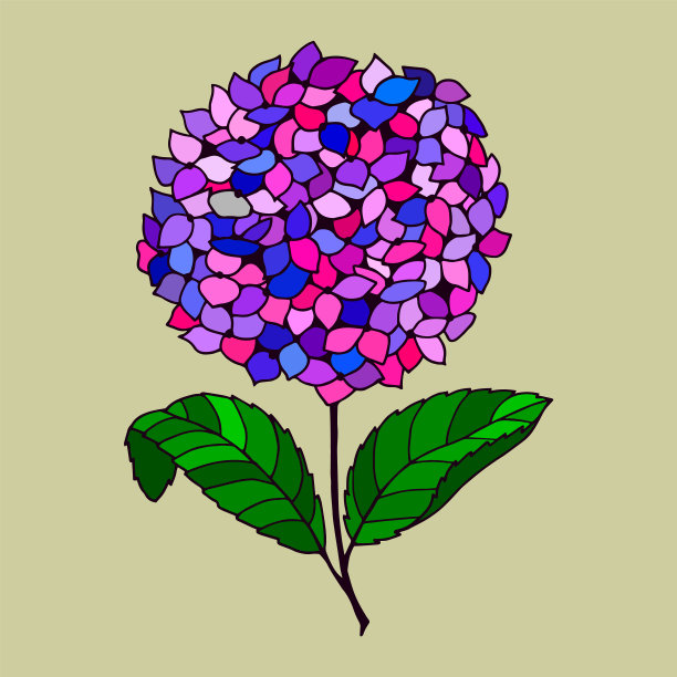 绣球花花。图片下载