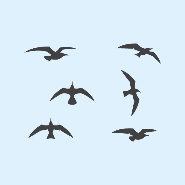 Seagul鸟插图图片下载
