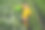 一个女孩正挥舞着盛满水的喷壶给菜园浇水图片下载